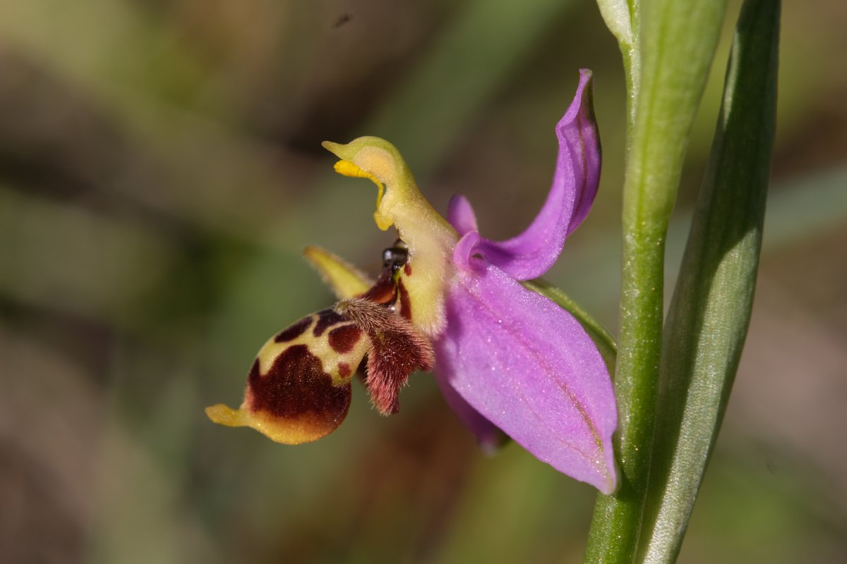 Orchidee di Marzo - Dalla Grecia con passione